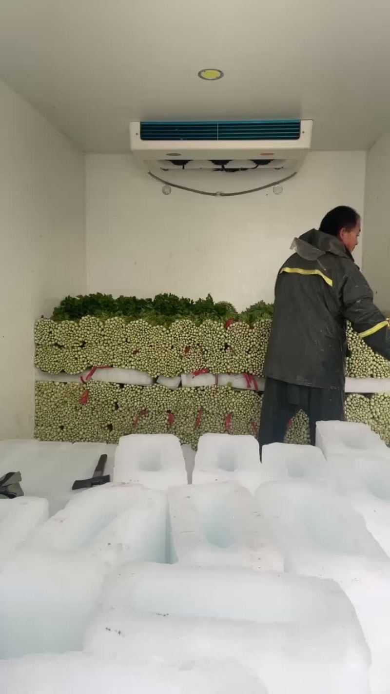 毛芹上市