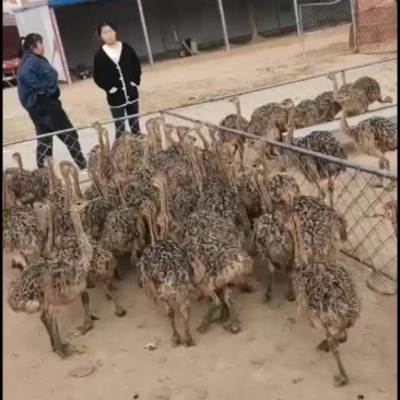非洲脱鸟苗，二十多斤