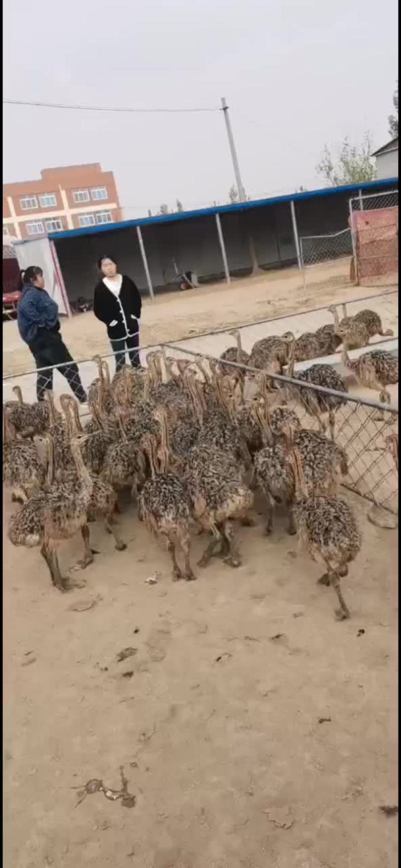 非洲脱鸟苗，二十多斤
