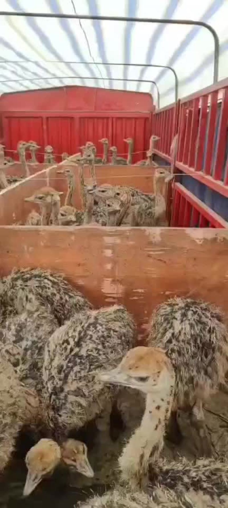 非洲脱鸟苗，二十多斤