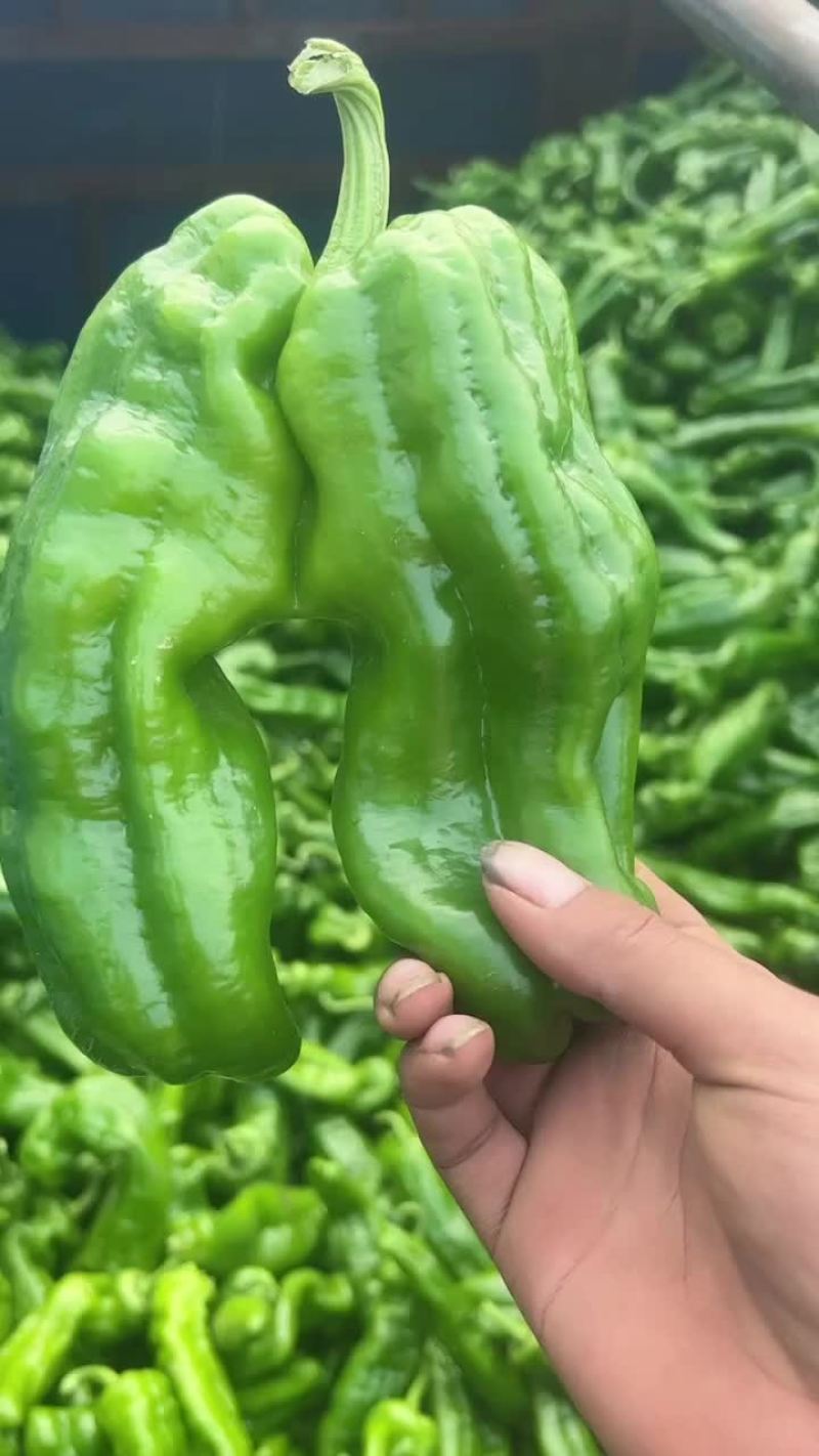 301辣椒，大棚种植，个大，毛皮靓，各大市场可以对接