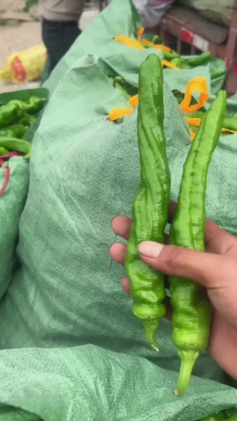 泡椒，大棚种植，个大皮毛绿，产品市场，超市，平台均可对接