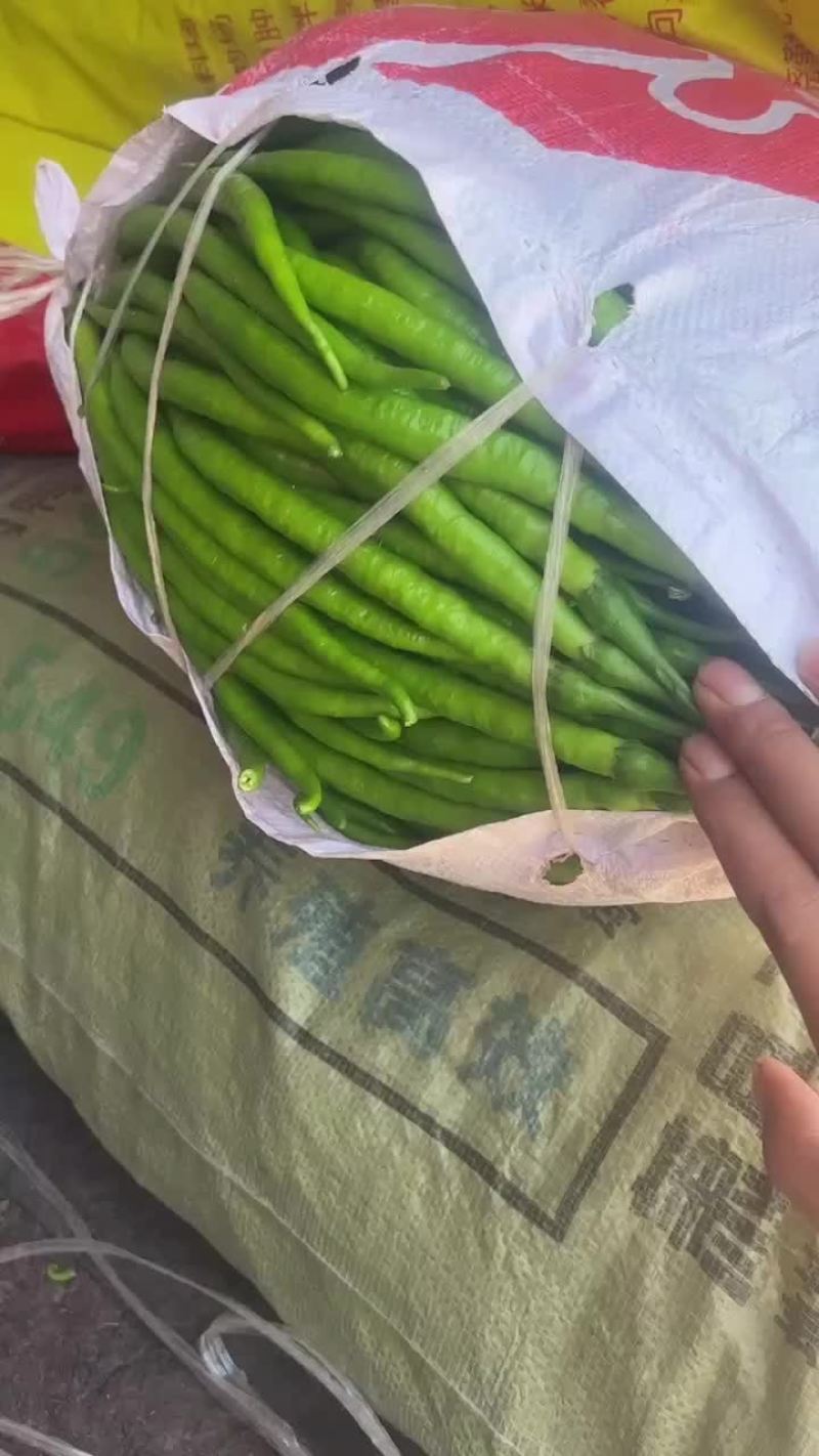 泡椒，大棚种植，个大皮毛绿，产品市场，超市，平台均可对接