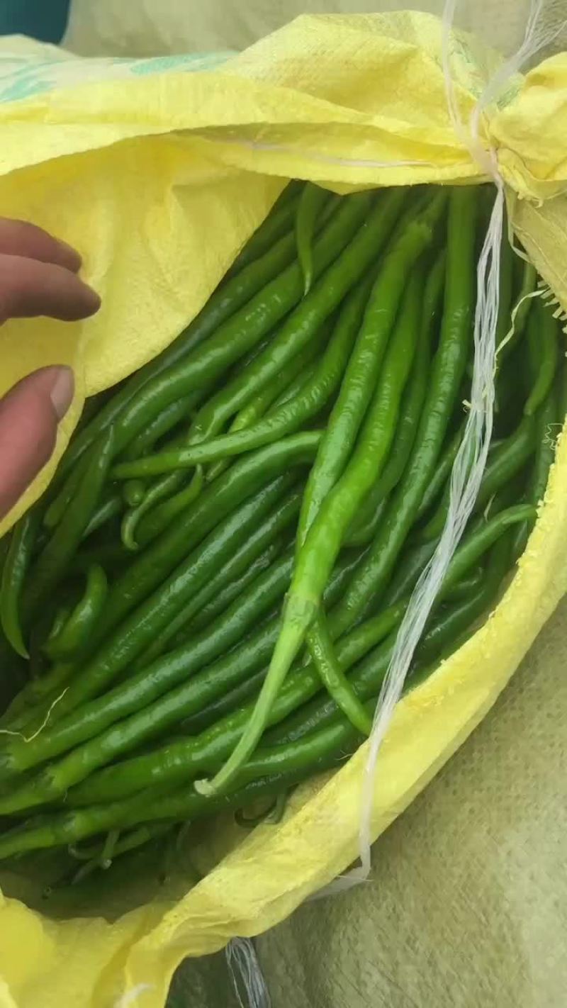 泡椒，大棚种植，个大皮毛绿，产品市场，超市，平台均可对接
