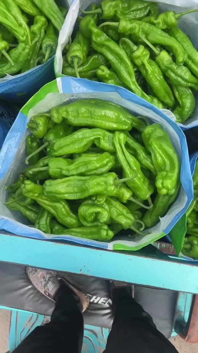 尖椒，个大顺直，毛皮靓，超市市场平台直接对接，基地供应