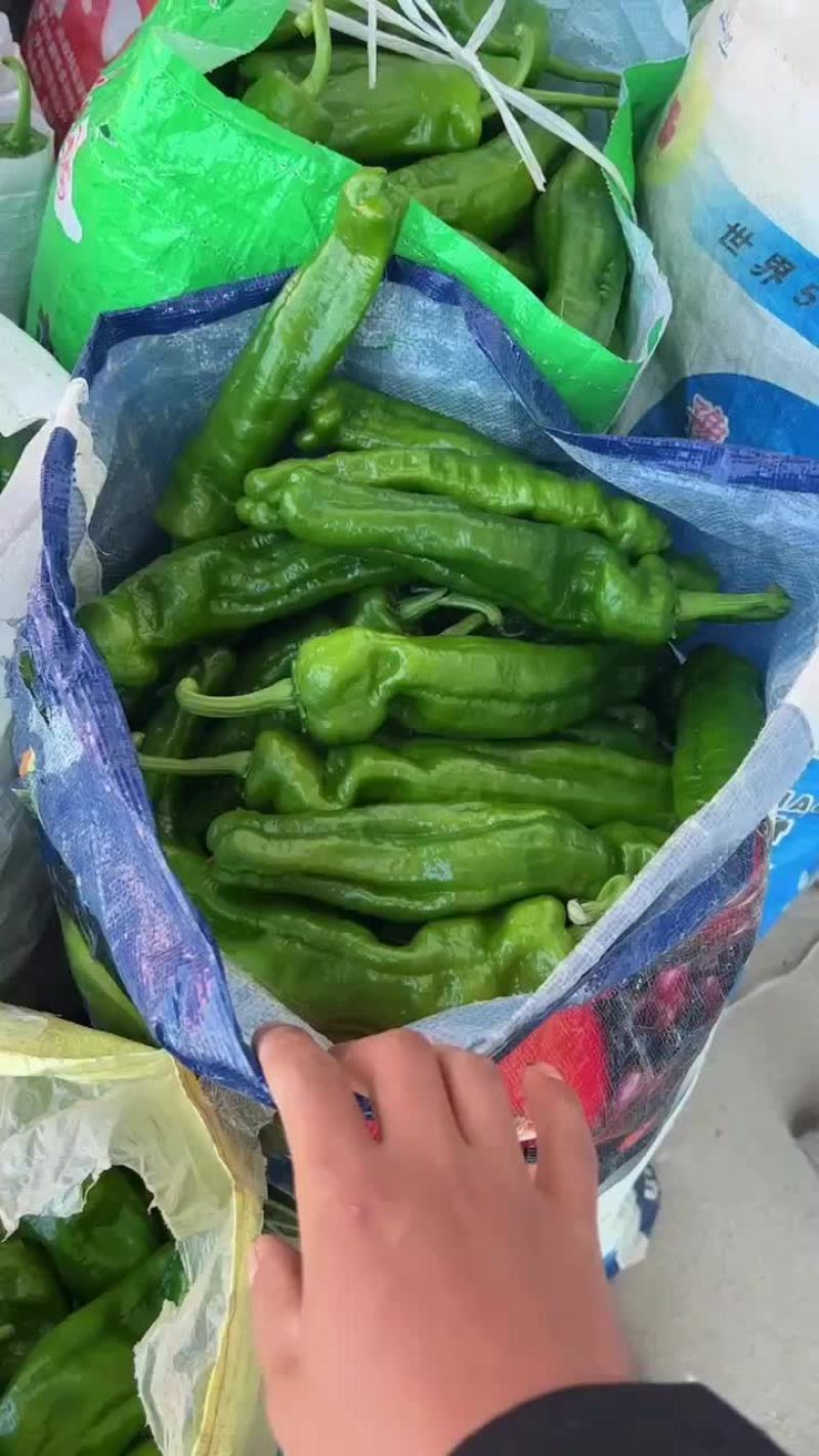 尖椒，个大顺直，毛皮靓，超市市场平台直接对接，基地供应