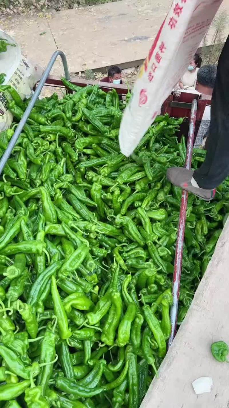 尖椒，个大顺直，毛皮靓，超市市场平台直接对接，基地供应