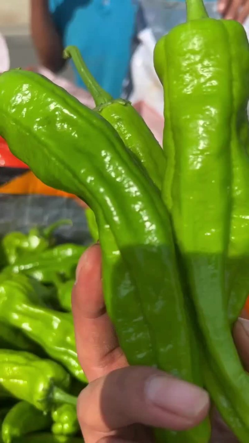 螺丝椒，陇椒大棚种植，毛皮靓，市场超市平台可直接对接