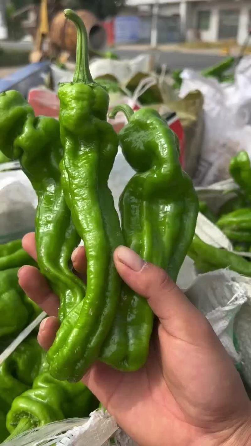 螺丝椒，陇椒大棚种植，毛皮靓，市场超市平台可直接对接