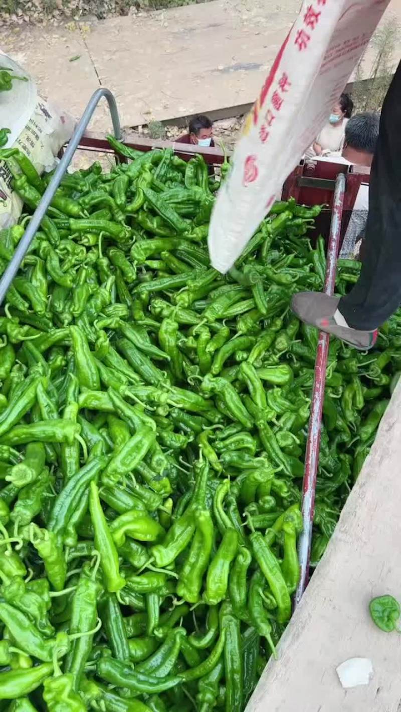 螺丝椒，陇椒大棚种植，毛皮靓，市场超市平台可直接对接