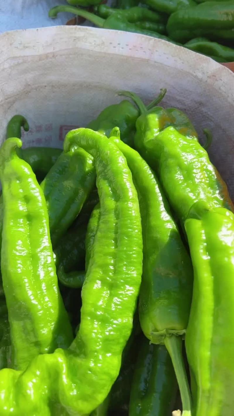 螺丝椒，陇椒大棚种植，毛皮靓，市场超市平台可直接对接