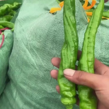 螺丝椒，陇椒大棚种植，毛皮靓，市场超市平台可直接对接