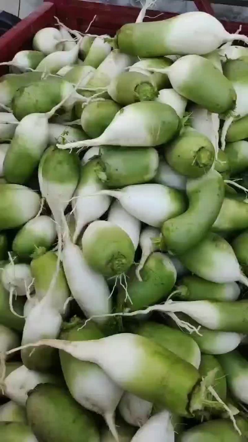 劲杆白，雪里红