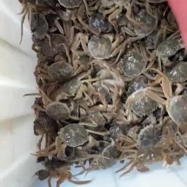 江苏固城湖老头蟹大量批发，0.8-1.0规格
