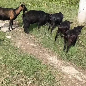海南乐东本地黑山羊