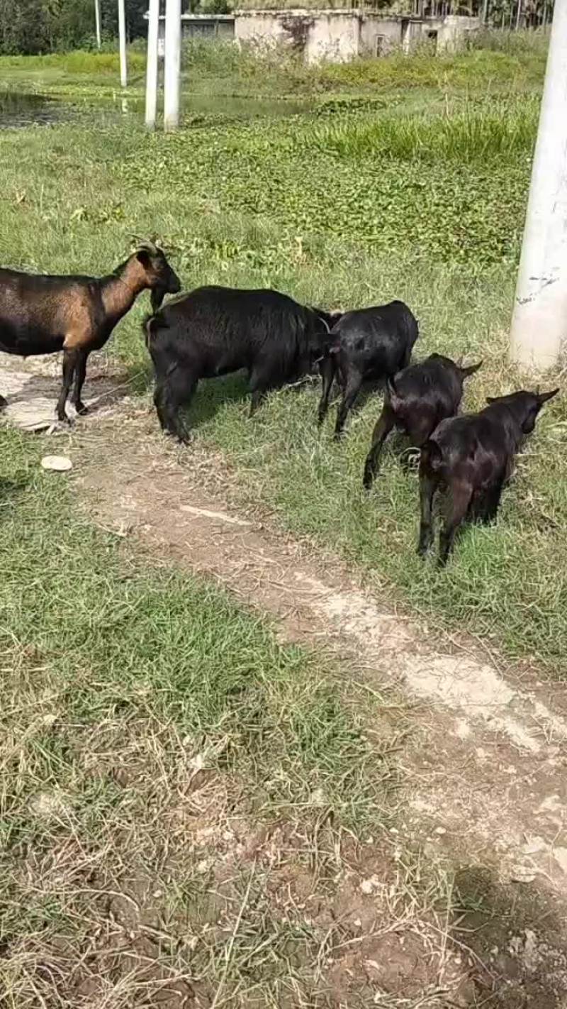 海南乐东本地黑山羊