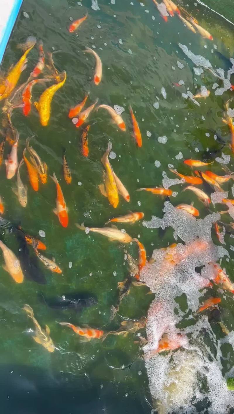 锦鲤