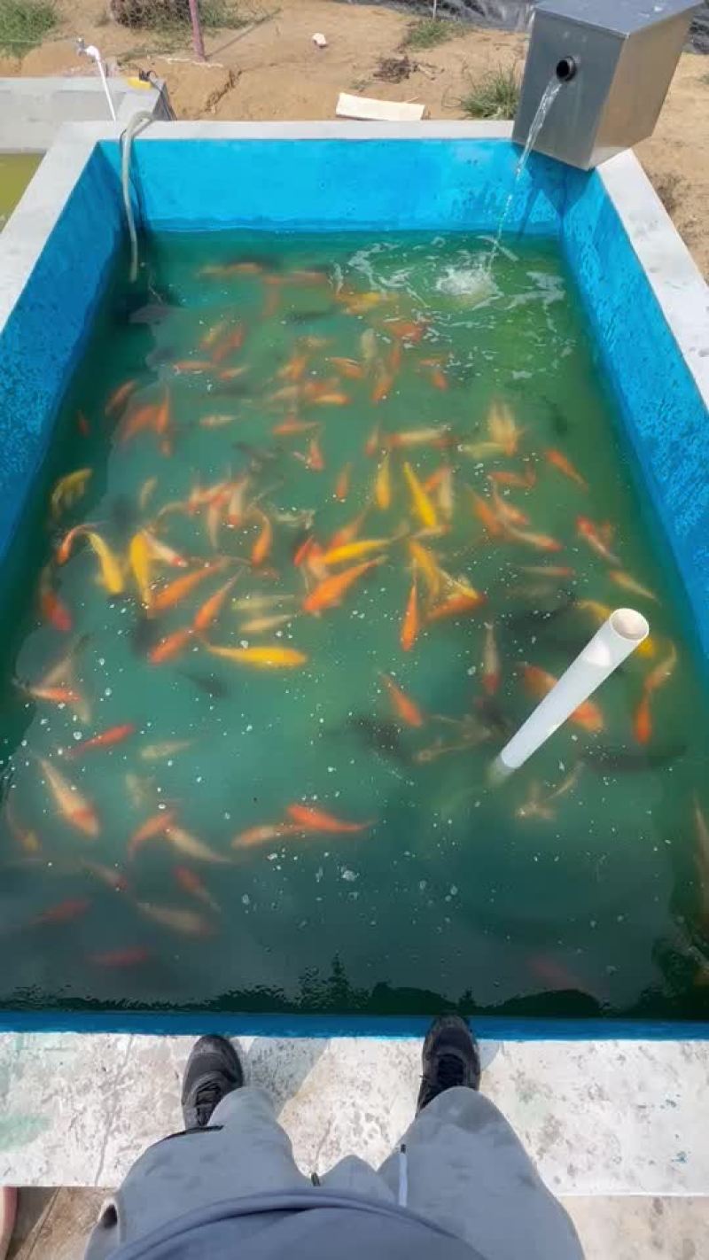 锦鲤