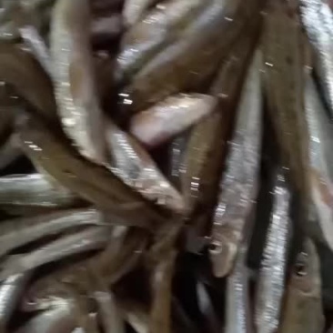 棍子鱼新鲜加冰打包发货