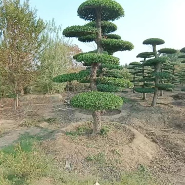 造型刺冬青高度3米至6米地径25公分