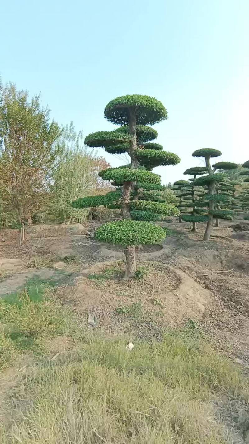造型刺冬青高度3米至6米地径25公分