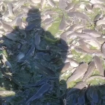 广西埃及鲶鱼