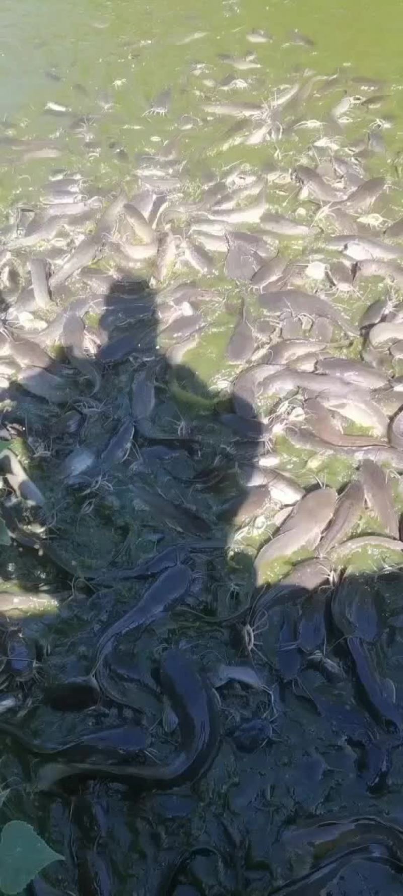 广西埃及鲶鱼