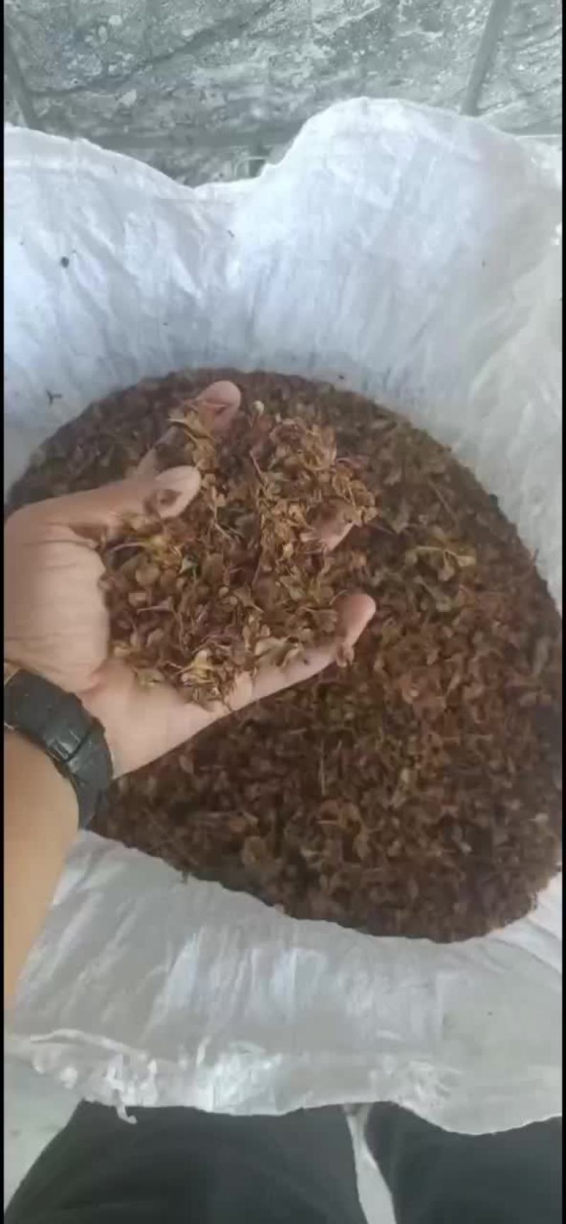 虎杖种子大量有货