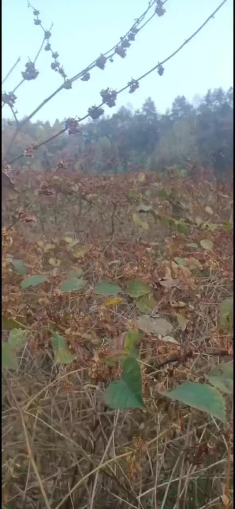 虎杖种子大量有货