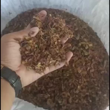 虎杖种子大量有货