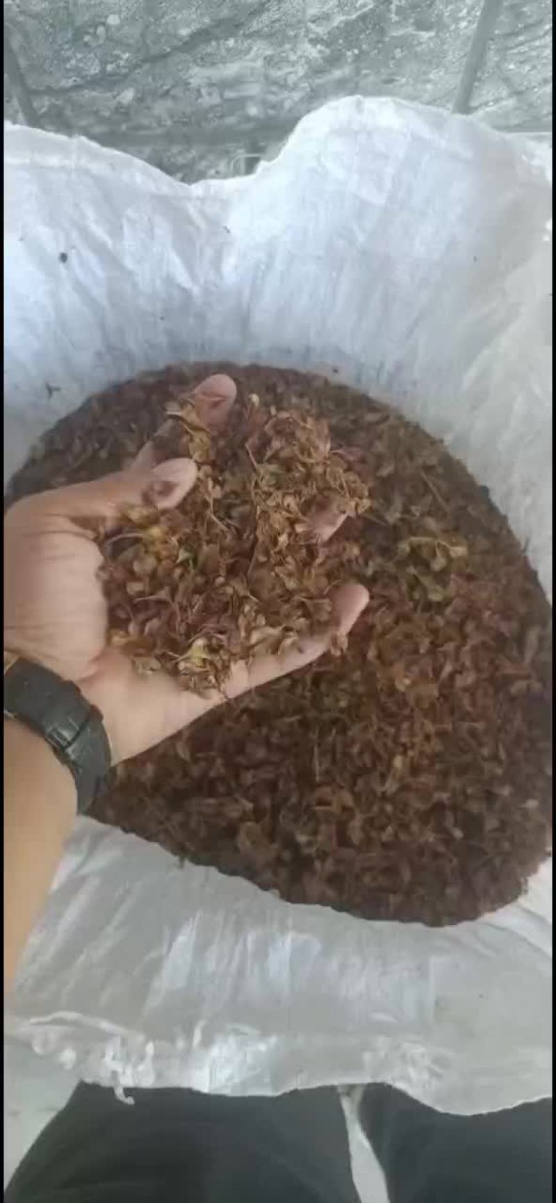 虎杖种子大量有货