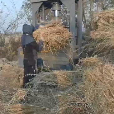 治沙草