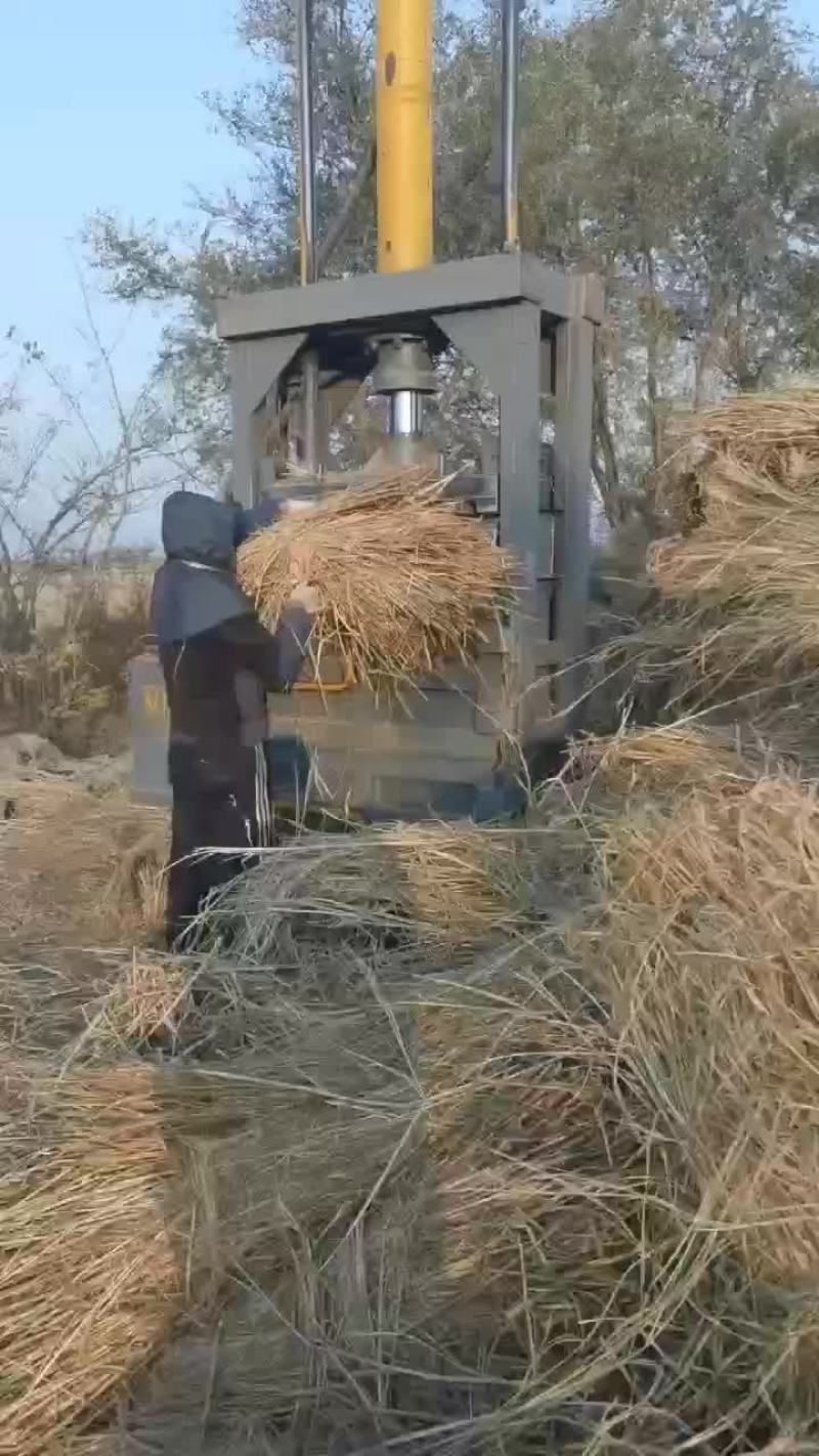 治沙草