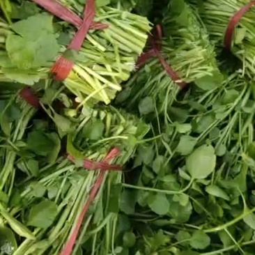 西洋菜