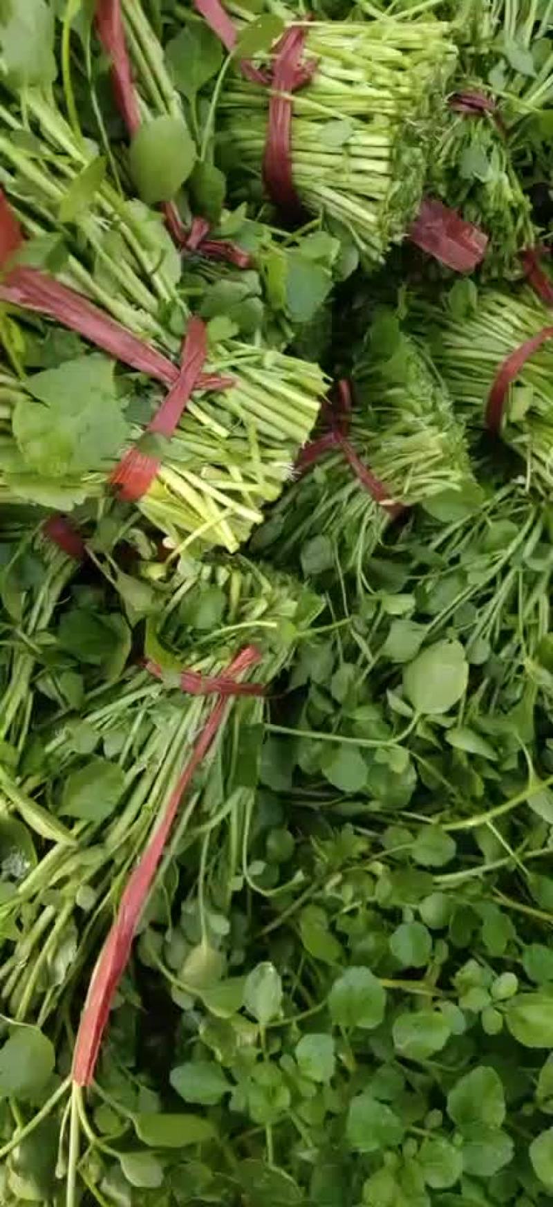 西洋菜