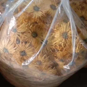 金丝皇菊干货