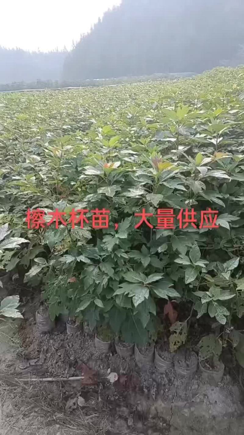 擦木杯苗