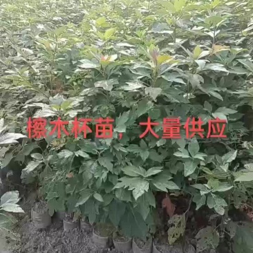 擦木杯苗