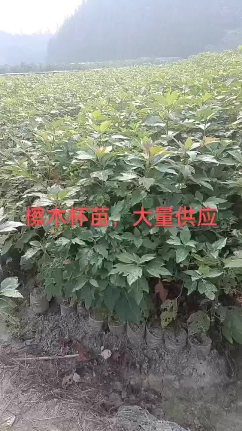 擦木杯苗