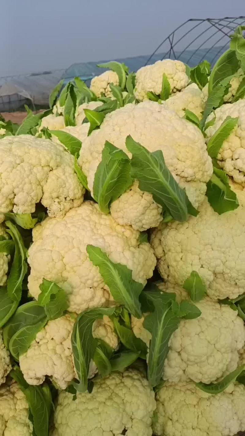 徐州沛县有机花菜大量上市中有需要的老板联系