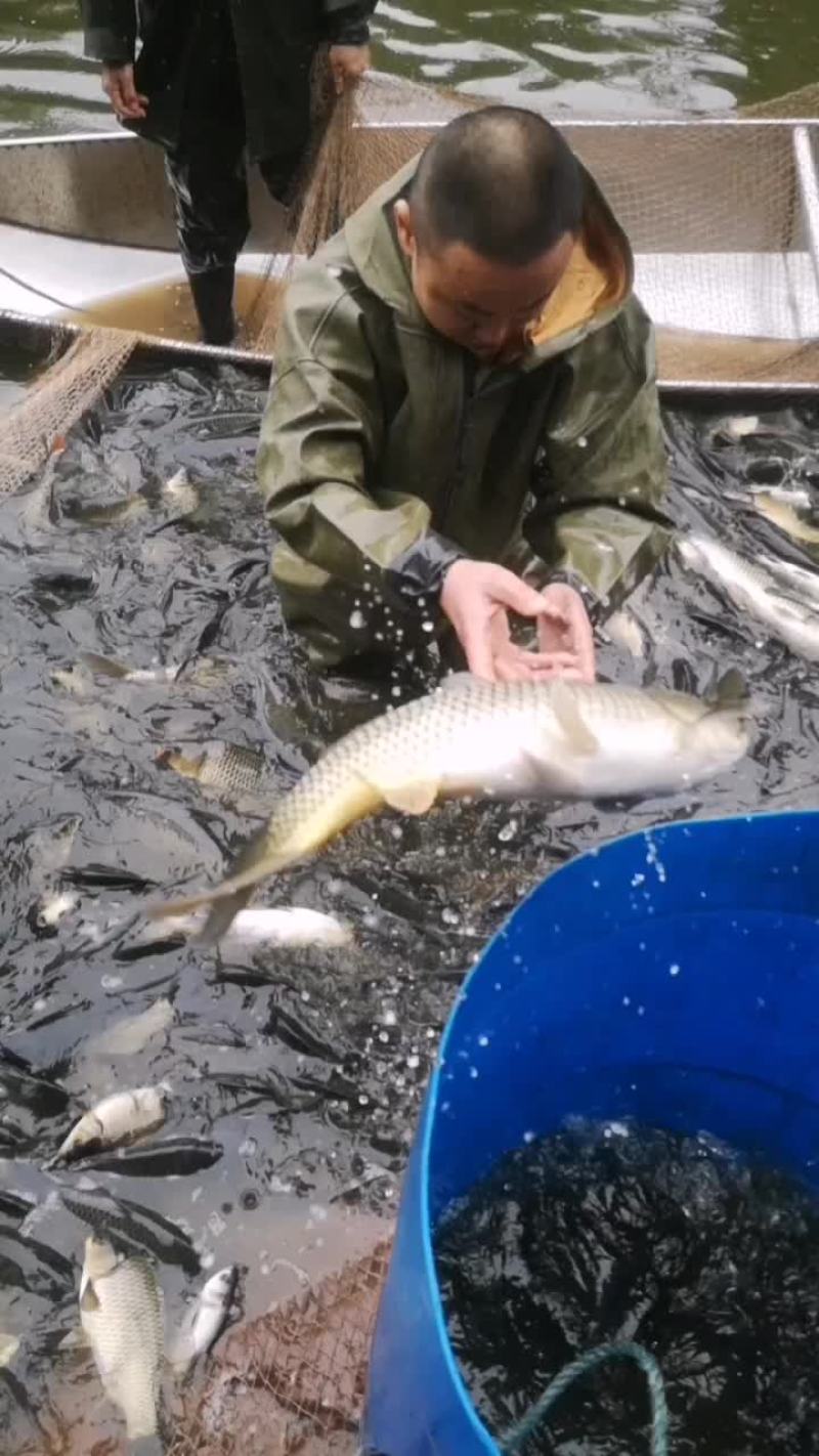 鲤鱼