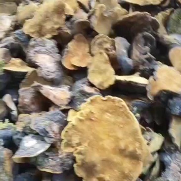 桑黄