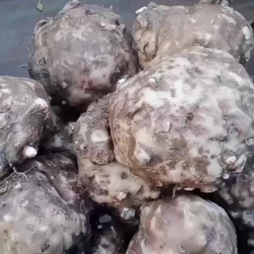 开挖开挖，需要魔芋的老板快快行动哦！