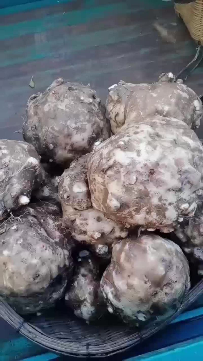 开挖开挖，需要魔芋的老板快快行动哦！