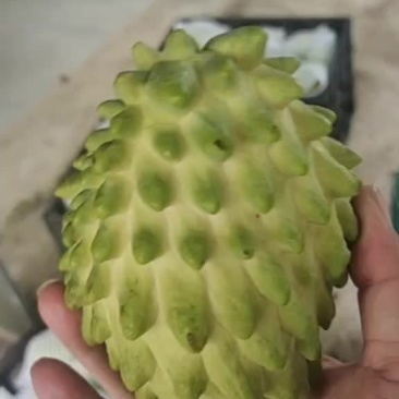 释迦果冬果