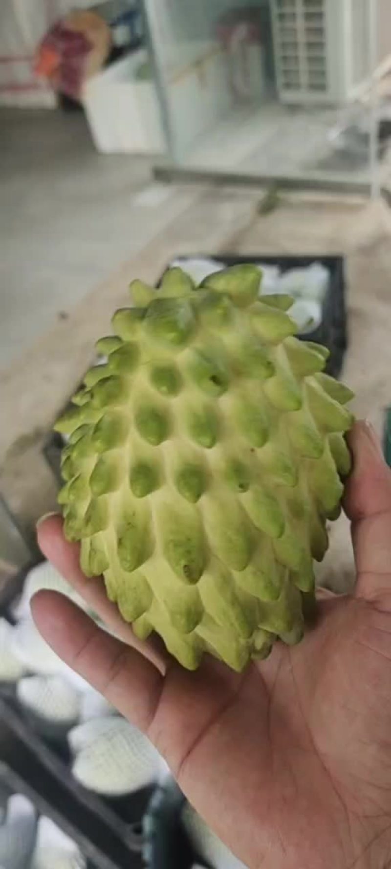 释迦果冬果