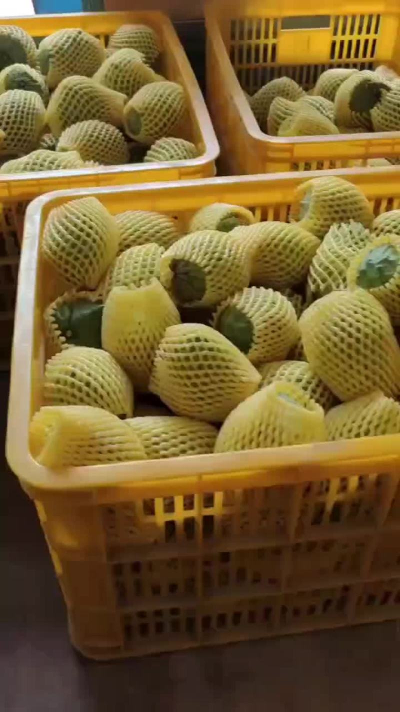释迦果冬果