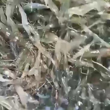 淡水河虾