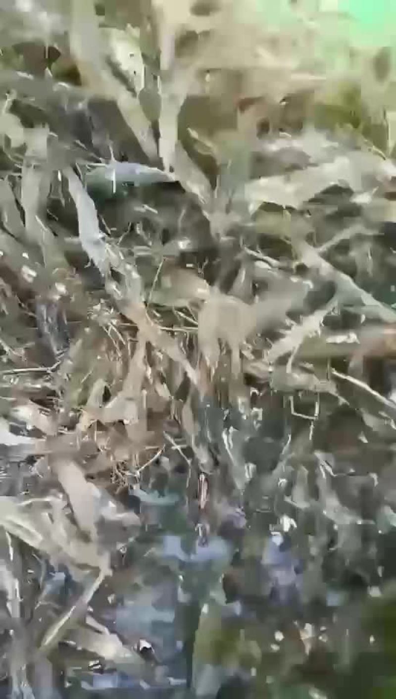 淡水河虾