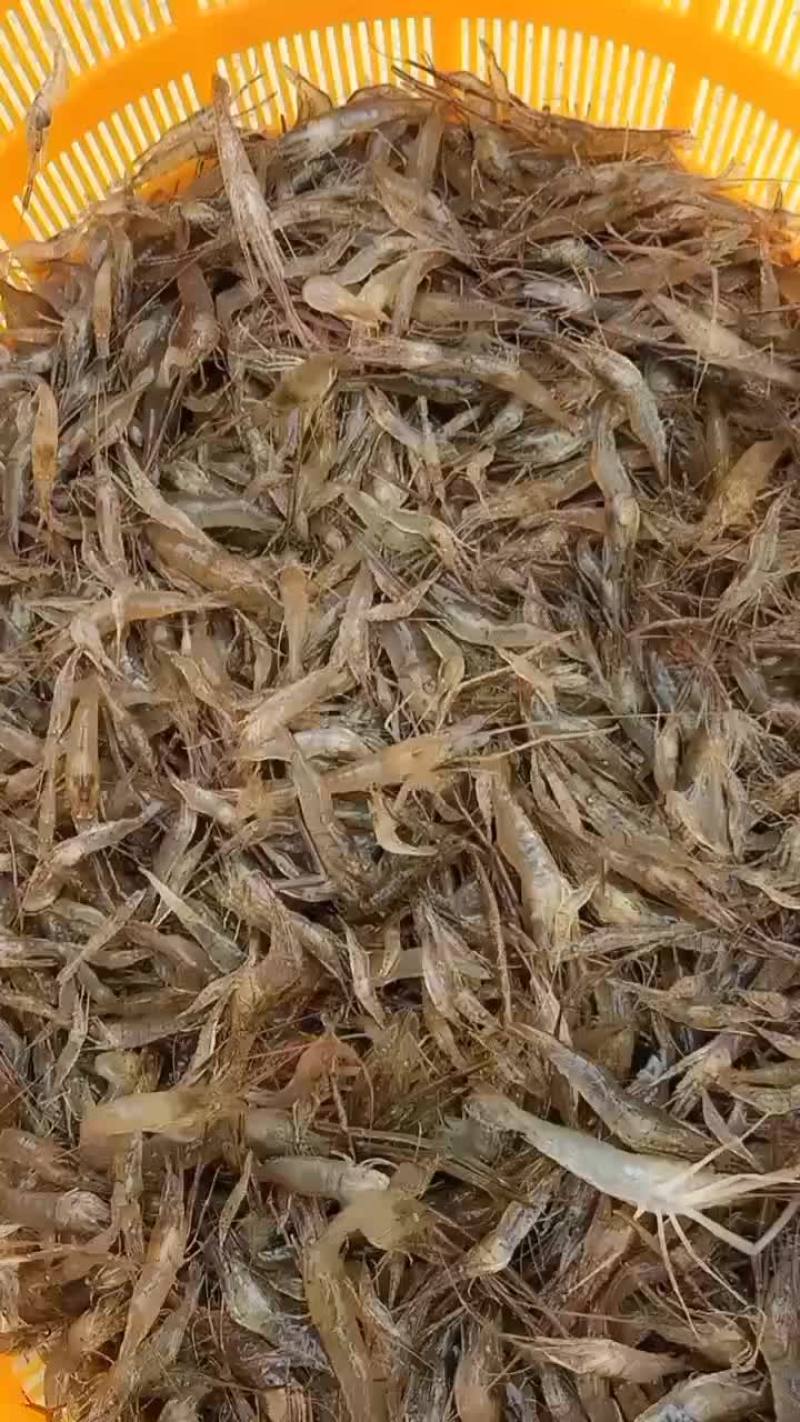 淡水河虾